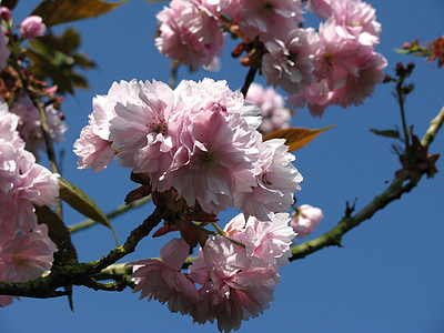 декоративные вишни, вишни в цвету., Весна, Блоссом, Блум, розовый, филиал