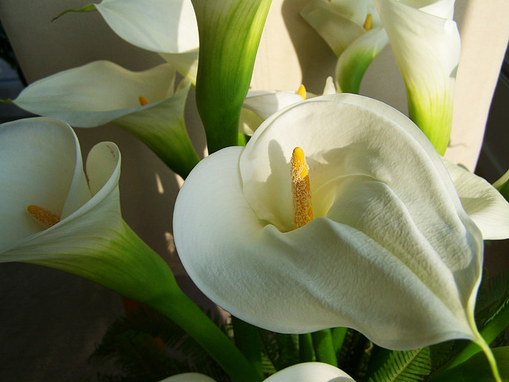 RAM de flors, lily calla blanc, flor de tall, natura, flor, planta, pètal