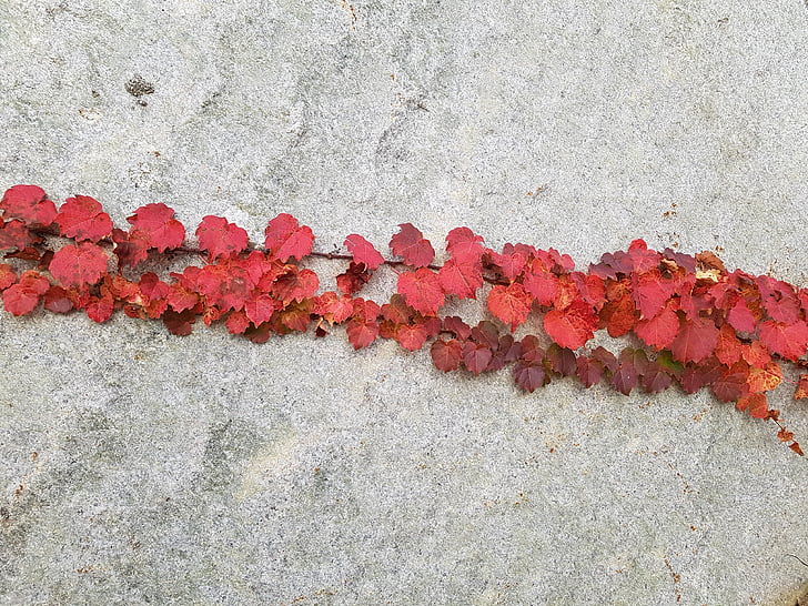 jeseň, jesenné lístie, Príroda, Leaf, Ivy, vinič, obrúsky