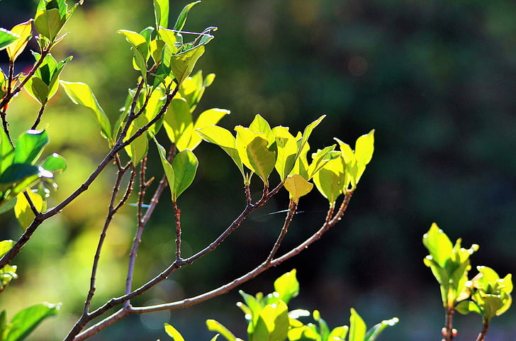 light on leaves, leaves, green, light, bright, shrub