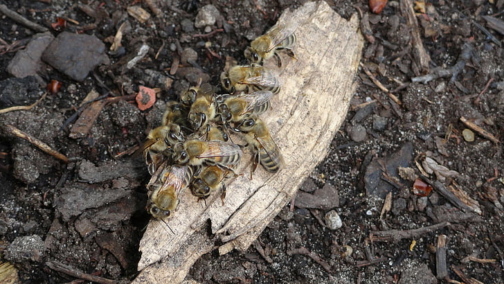 Bee, med, zbierať