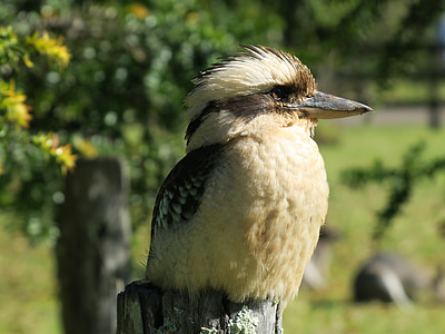 fugl, Australien, Kookaburra