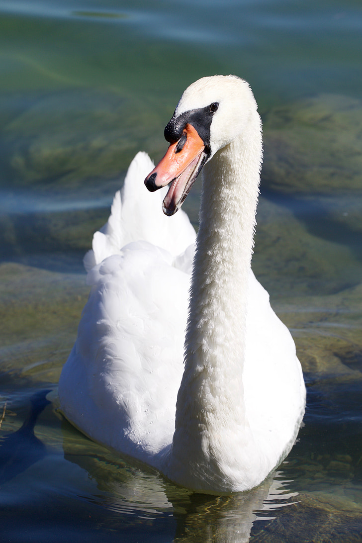 Swan, ochi, proiect de lege, snarling, ademenitor
