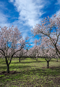 Almond tree, våren, Park, blomst, blomst, blomster, natur