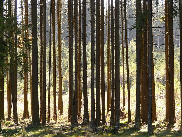 forest, trees, firs, strains, light, shadow, forestry
