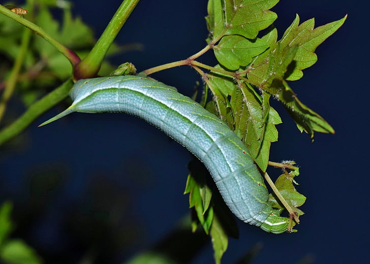 Caterpillar, larver, stribede sphinx moth larve, stribede sphinx caterpillar, insekt, bug, grøn