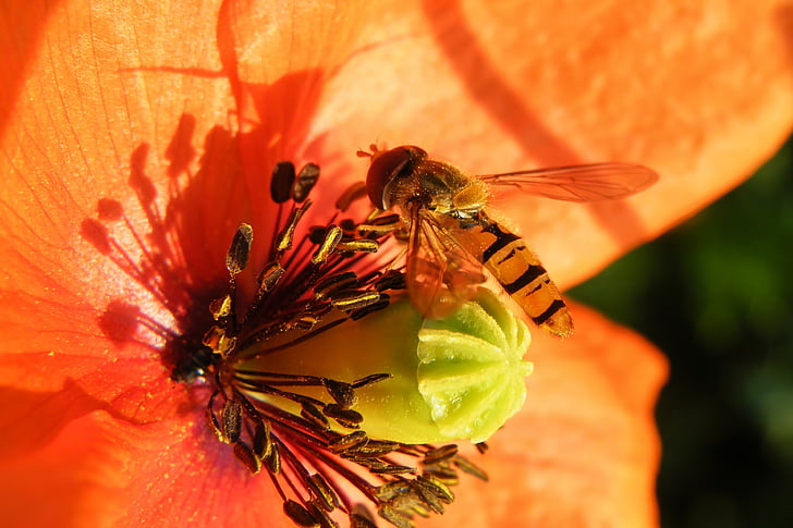 Blossom, mekar, merah, lebah, serangga, hewan tema, satu binatang