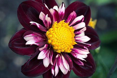 Dalia hortensis, Dalia, szyi falbanki Dalia, kwiat, Bloom, makro, kwiat