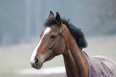 животное, лошадь, коричневый, ферма, внутренние, Стокгольм, Швеция