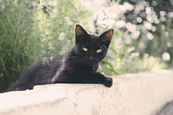 gato, animal, gatito, lindo, ojos, bigotes, negro