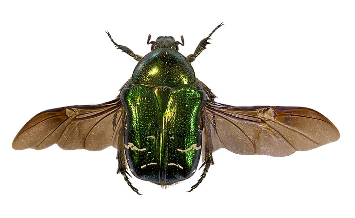 kumbang, hijau, sayap, serangga, latar belakang putih, satu binatang, hewan satwa liar