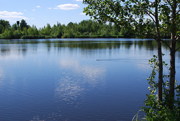 nature, pond, water, lake, tree, blue, summer