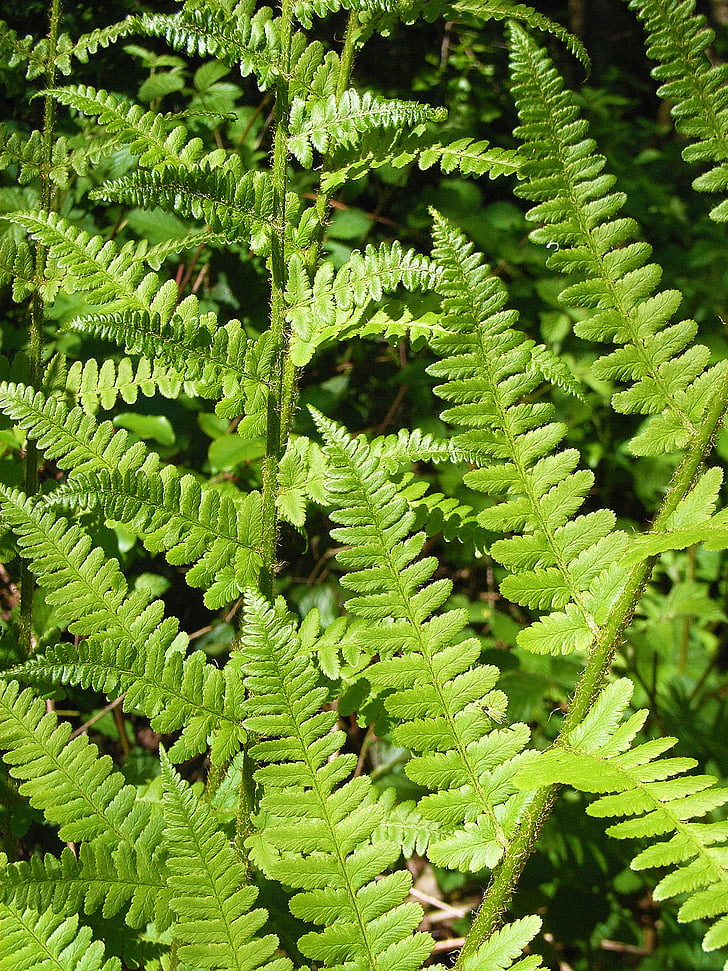 green, fern, leaves, forest, Fern, Forest, Ground, Frisch