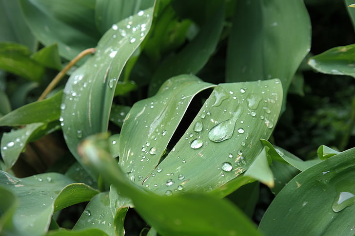 Блум, цветя, лист, листа, капки, дъждовните капки, дъжд