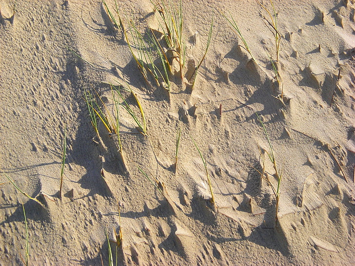 wydmy, piasek, trawa, piaszczystej plaży, wiatr, Dune grass, Wybrzeże