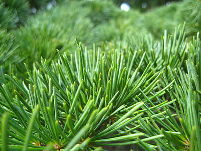 nålar, Pine, grön, träd, trä, skogen, naturen