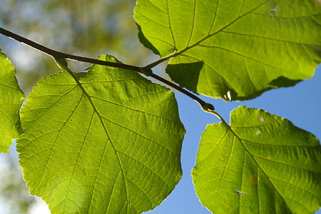 low, angle, green, leaves, Leaf, Green, Branch, Back Light