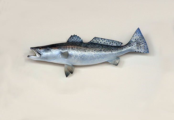 saltwater, sea trout, trout, fish, fishing, mounted, taxidermy