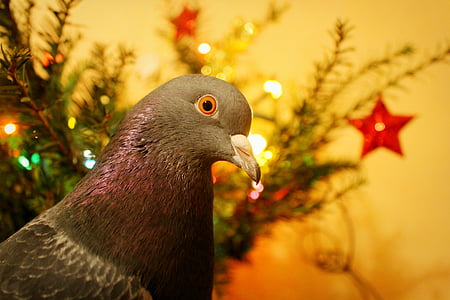 Navidad, Paloma, Paloma, mascota, pájaro, animal, naturaleza