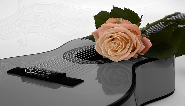 guitar, rose, apricot, coupon, music, black and white, sheet music