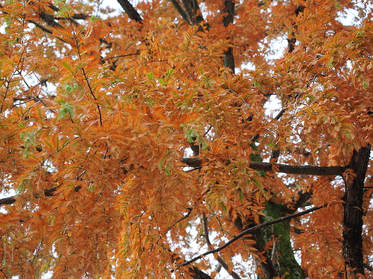 Mimosa, ornamental, color de otoño, hojas, árbol, pudica del Mimosa, planta sensible a la tímida