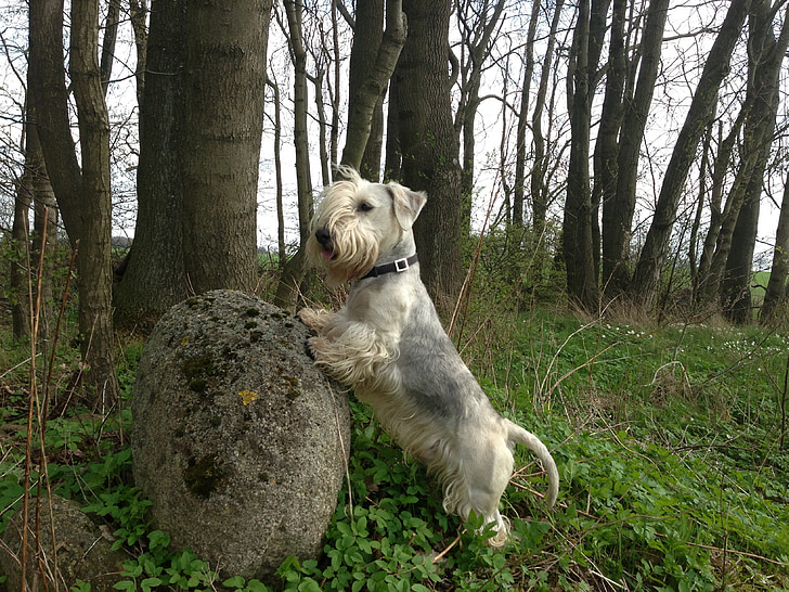 Cesky terrier, perro, piedra, bosque, árboles