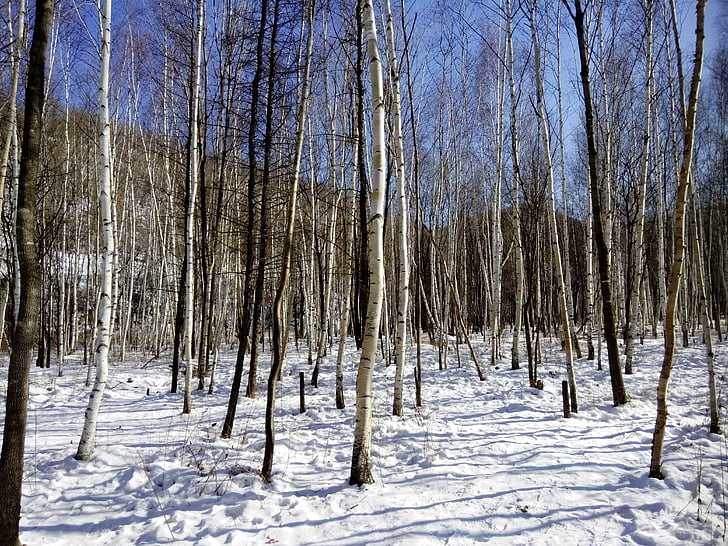 Harbin, Woods, śnieg