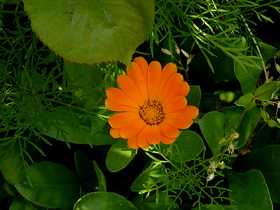 fiore, arancio, verde, diversi, foglie