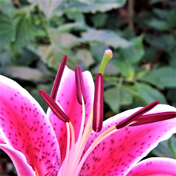pink and purple flower, bloom, green, lilly