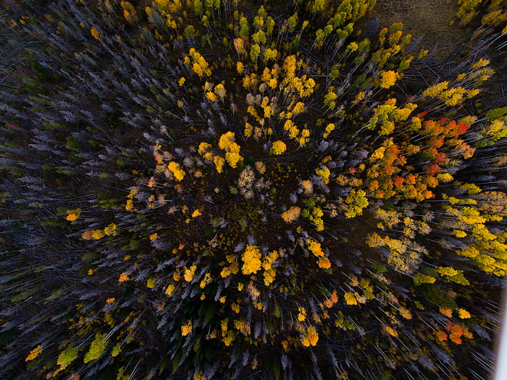 yellow, blue, flowers, autumn, forest, tree, drone
