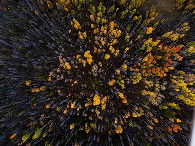 amarillo, azul, flores, otoño, bosque, árbol, Drone