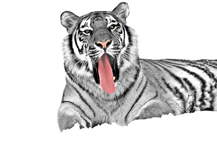 Тигър, котка, Хищникът, животните, опасни, диви, животински свят