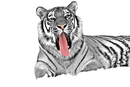 Tigre, gato, predador, animal, perigoso, selvagem, mundo animal