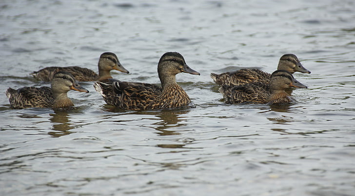 ducks, waterfowl, mallards, bird, brown, fowl, lake