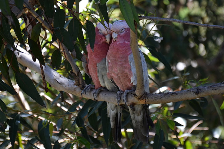 cockatoo, pink, animals, friends, rest, lovers, bird