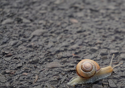 snail, shell, crawl, mollusk, close, slowly, nature