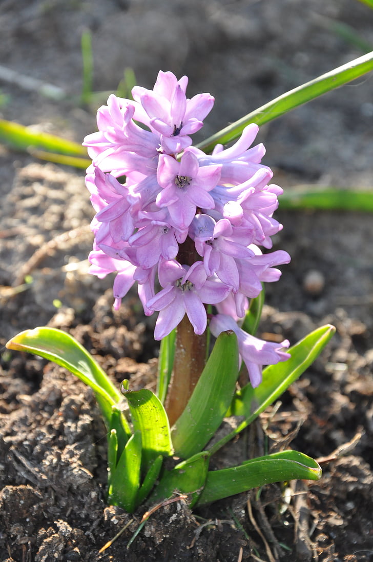 hyacinth, flower, violet, garden, blooming, spring, nature