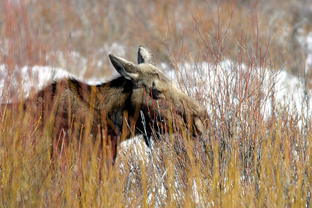 Moose, mucca, donna, mangiare, navigazione, al pascolo, fauna selvatica