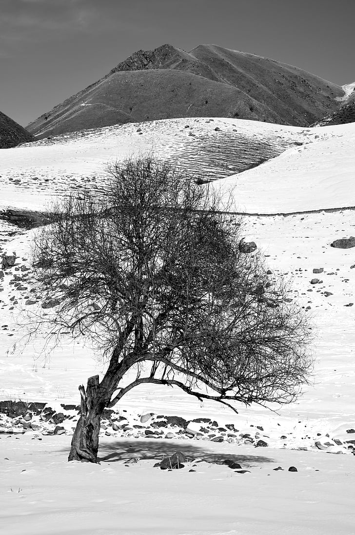 ağaçlar, doğa, Kış