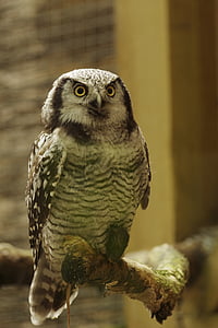 tengmalm của owl, con chim, Tallinn zoo, Owl, động vật ăn thịt, động vật, chim săn mồi