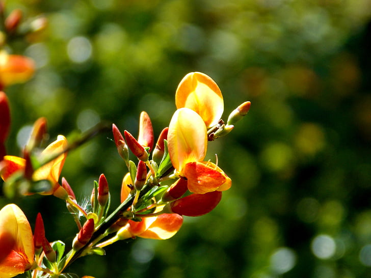 vassoura, Cytisus scoparius, Bush, Primavera, natureza, jardim, Flora
