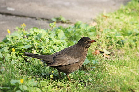 Blackbird, fuglen, våren, Blackbird kvinne, natur, dyr, dyreliv