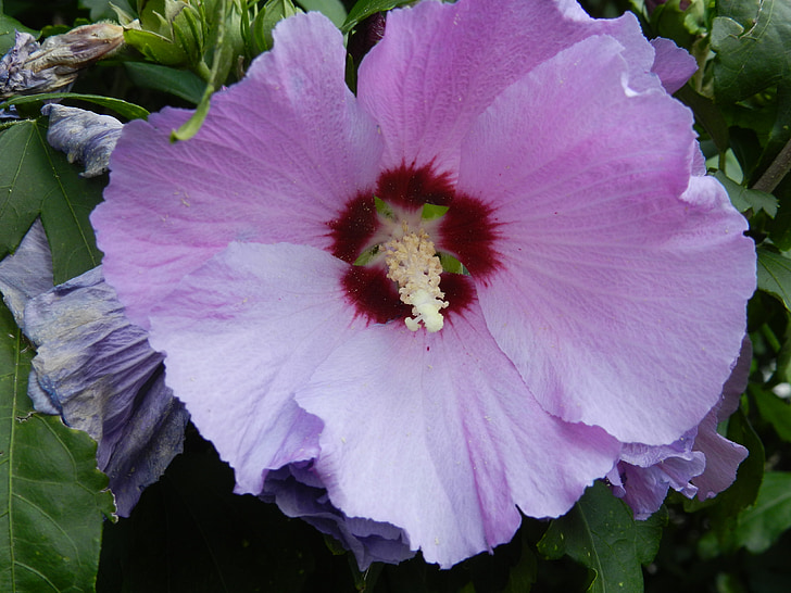 Blossom, nở hoa, Hibiscus, Sân vườn, màu tím, màu tím, Tổng thống Bush