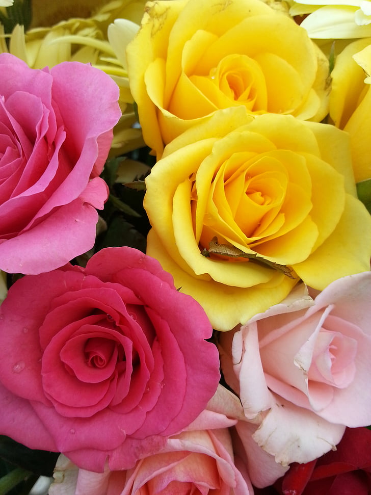 bouquet, roses, pink, yellow