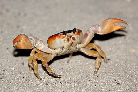 animal, aquatic, clamp, claw, crab, creature, sand