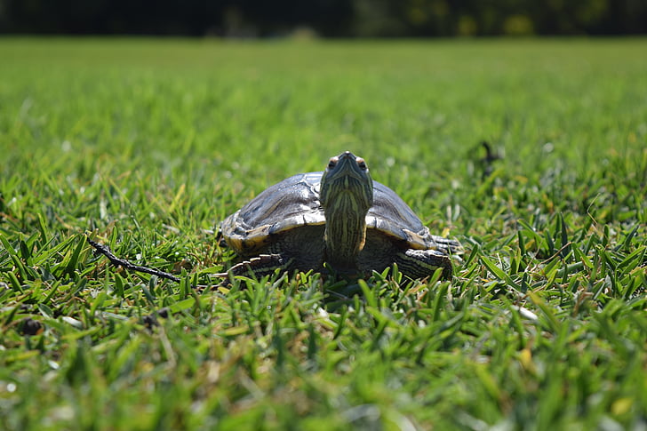 turtle, green, nature, color, the field, green field, grass