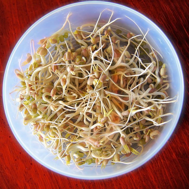 bean sprouts, sprout, food, organic, healthy, veggies, vegetable