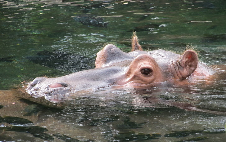 hippopotamus, hippo, portrait, water, big, wildlife, nature