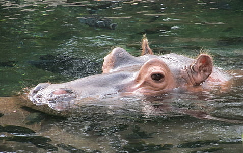 nijlpaard, Hippo, Portret, water, grote, dieren in het wild, natuur