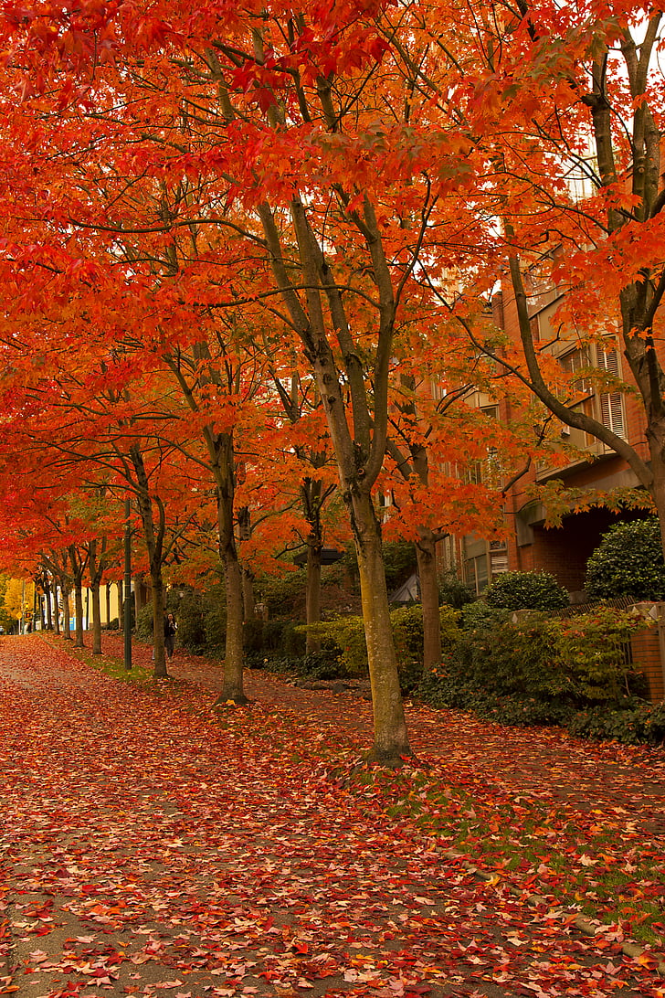 rudenį, Sausi lapai, rudenį, lapai, kelias, medžiai
